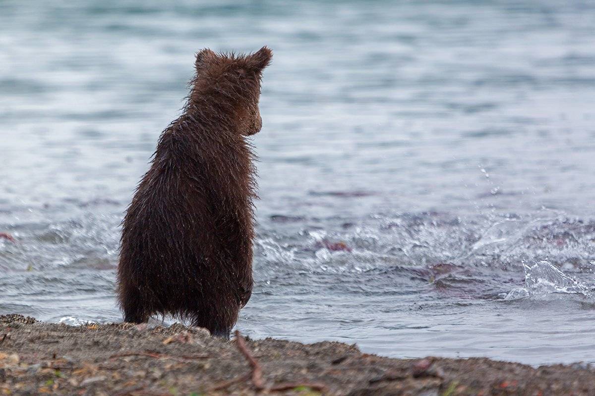 Камчатка, медведь, рыба, озеро, хищник,, Денис Будьков