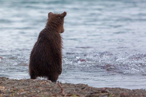 Как рыбки хочется!