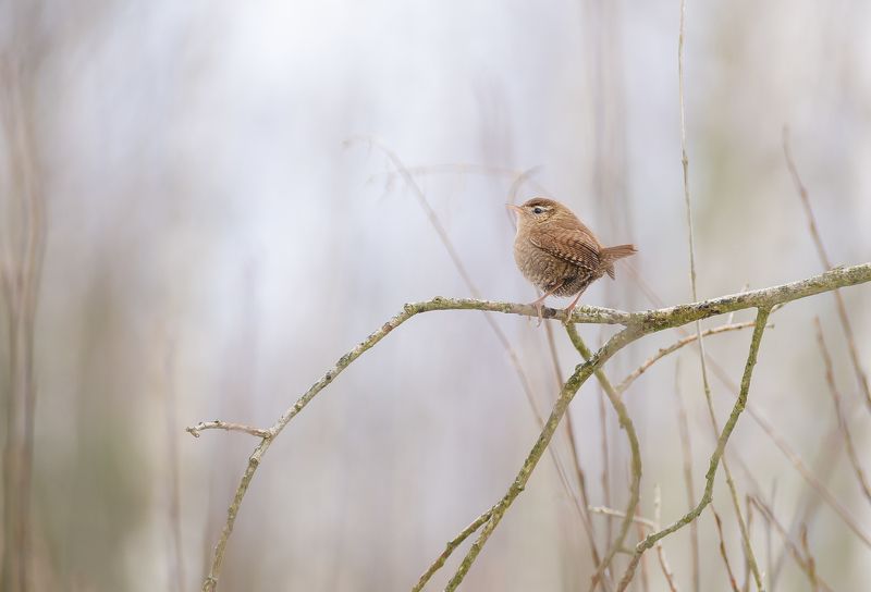 Фотосессия крапивника фото превью