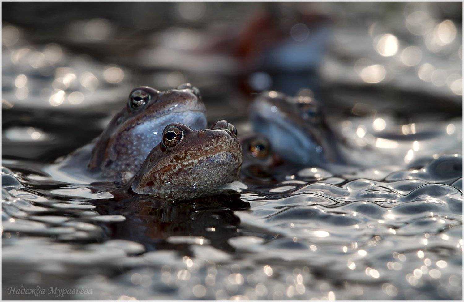 rana, temporaria, лягушка, нерест, травяная, Надежда Муравьёва