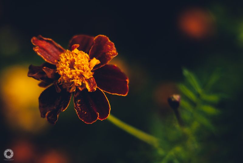 Чорнобривці фото превью