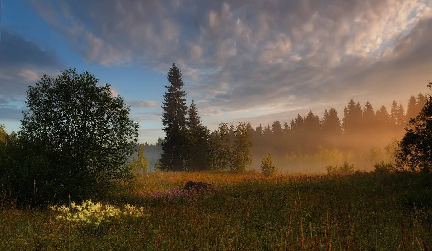 питер, природа, рассвет, пейзаж, landscape, луга, лето, болото, ленинградская область, Таня SHE (Aiya)