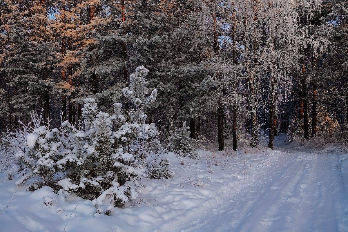 , Николай Морский