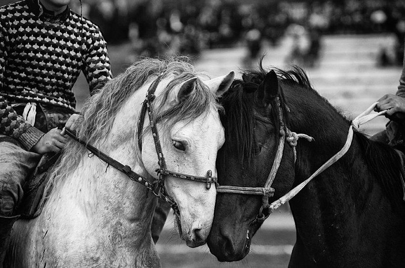 Кокпар в Южном Казахстане. фото превью