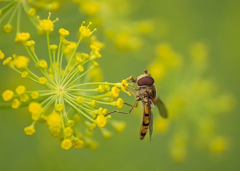 Любители укропа фото превью