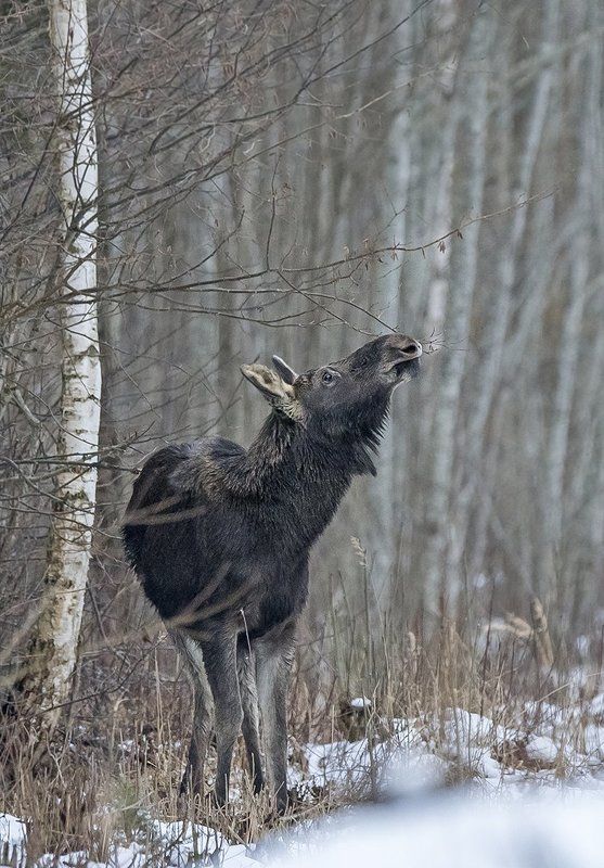 Лось