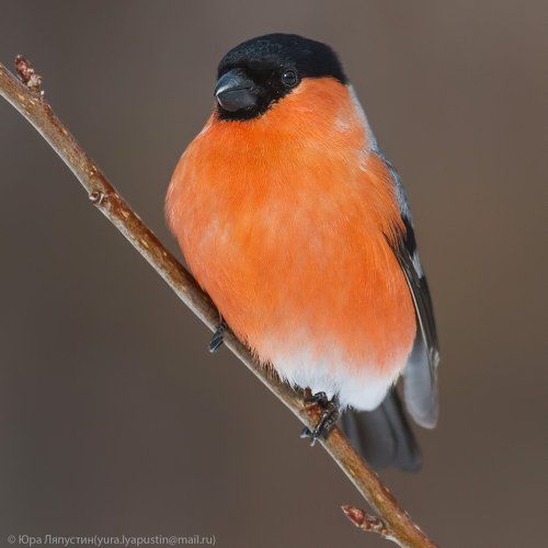 Bullfinch.