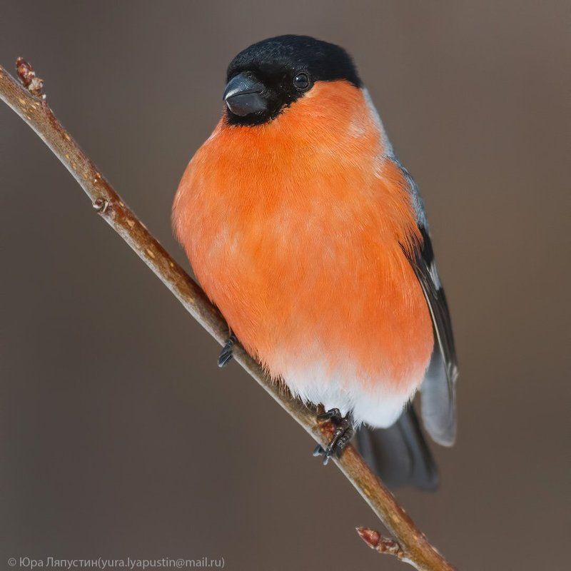 Снегирь Bullfinch. фото превью