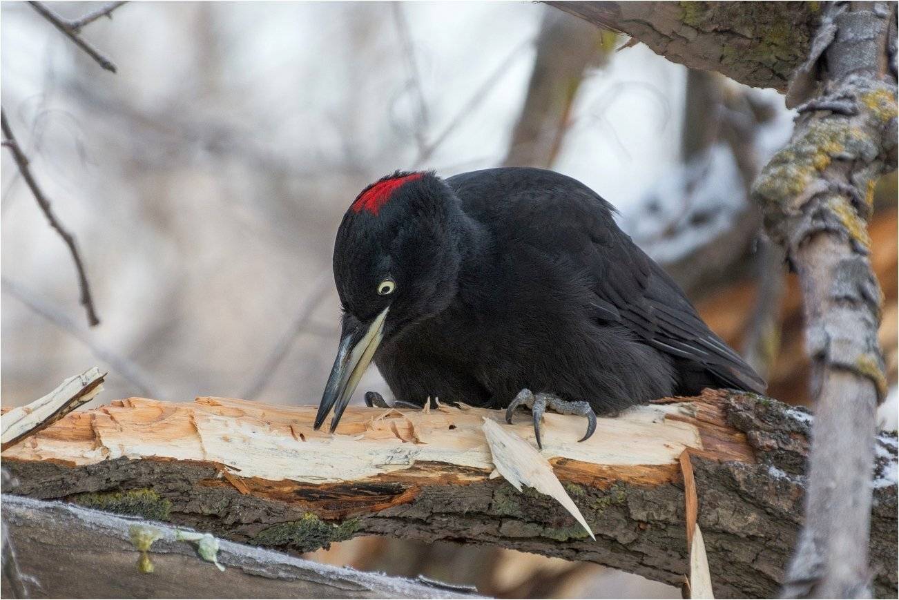 , Руслан Сигушин