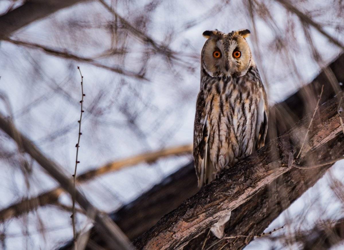 Птицы, Сорбулак, Ушастая сова, Ольга Кулакова