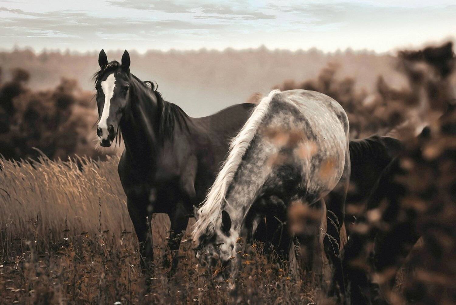 лошади новотомниково поле граф орлов , Алексей Асосков