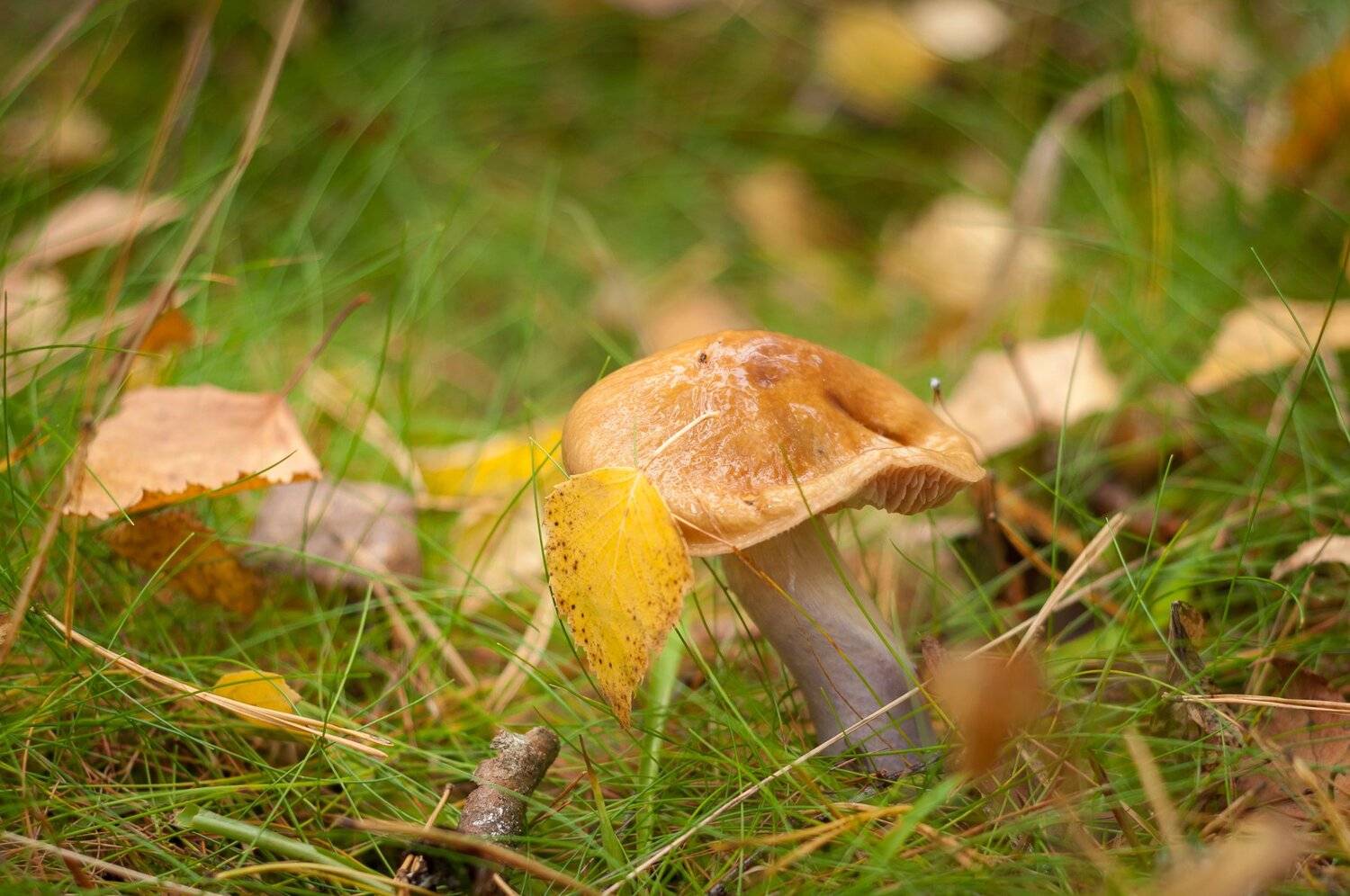 Грибы, Лес, Roman Dmitriev