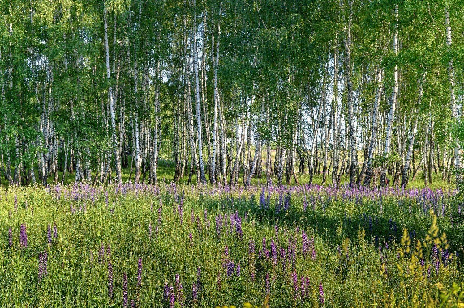 Березовая роща, Лето, Пейзаж, Россия, Русские берёзы, Цветущий луг, Лидия Киприч