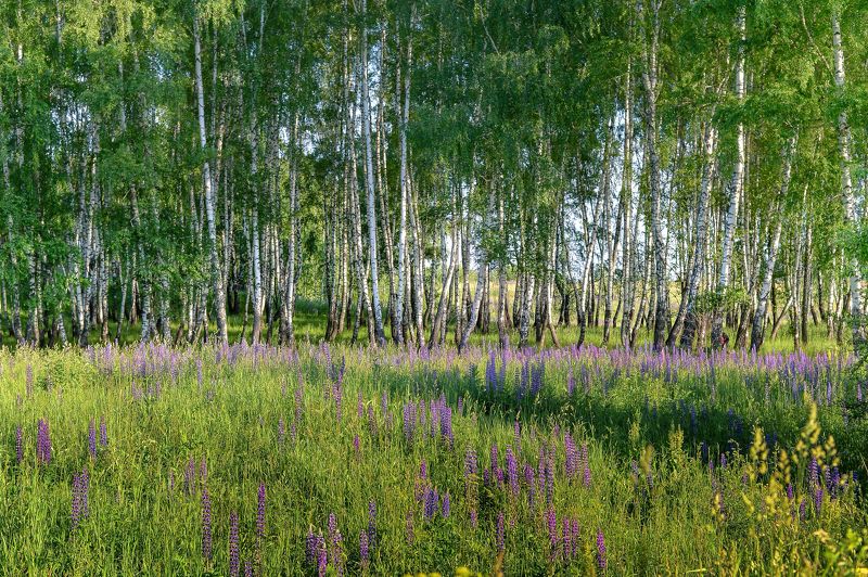Березовая роща, Лето, Пейзаж, Россия, Русские берёзы, Цветущий луг В этой роще берёзовой фото превью