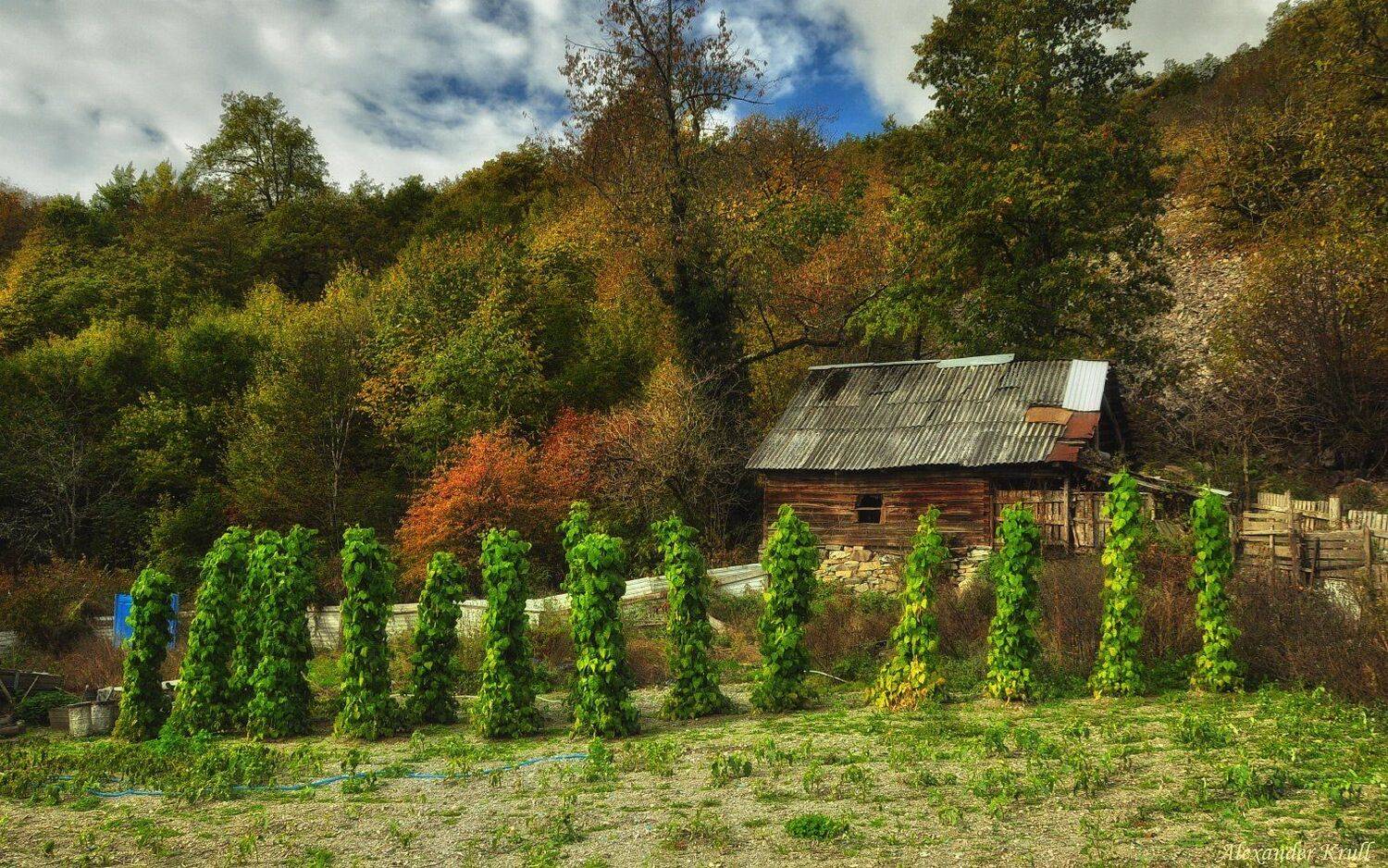 , Александр Круль