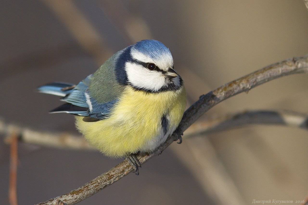 , Дмитрий Кугувалов