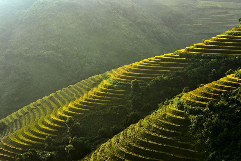 Asia, Asian, Field, Paddy, Rice, Terraces rice field terrace rice field фото превью