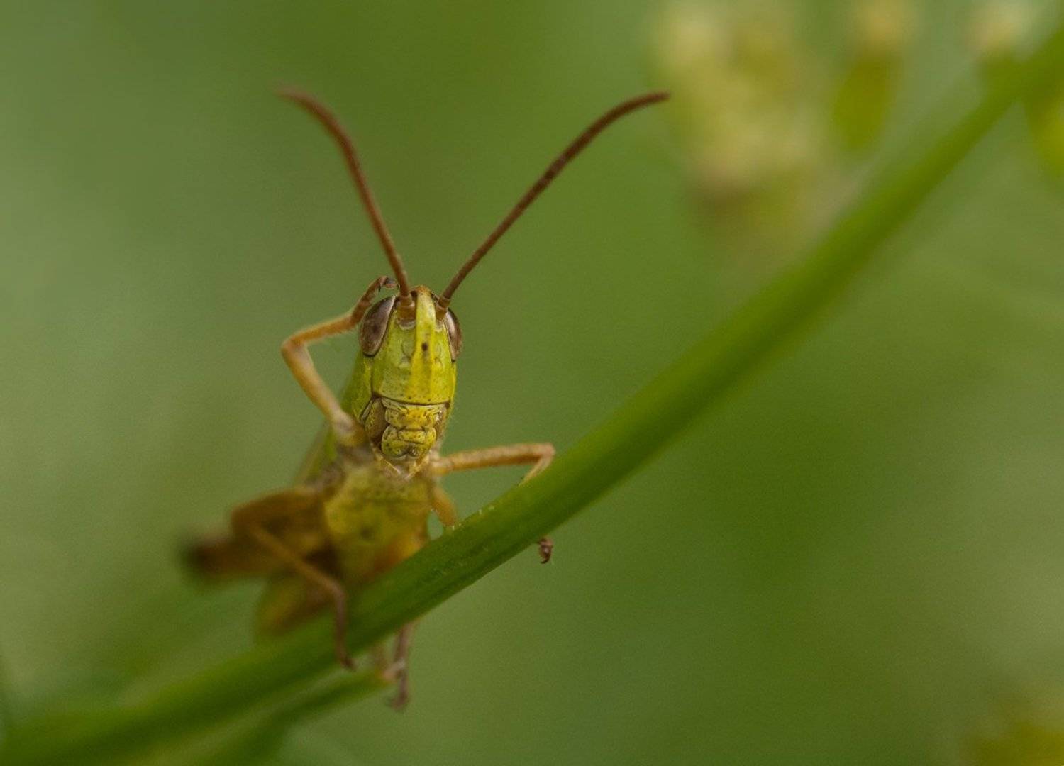 Кобылка, Трава, Олег Тыркин