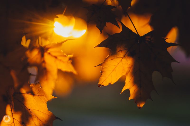 Осінні промені фото превью