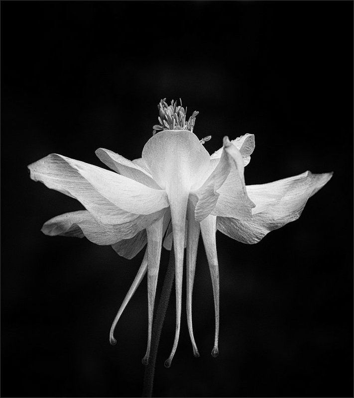 Aquilegia, Аквилегия Танец фото превью