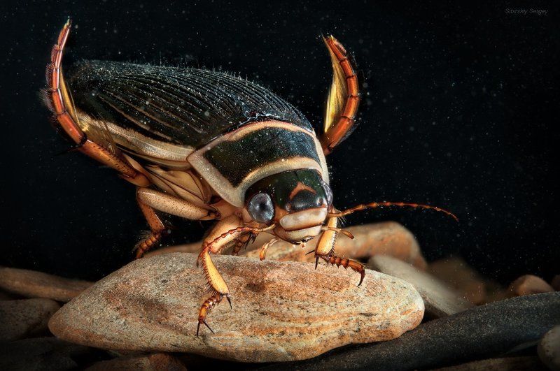 Батискаф фото превью