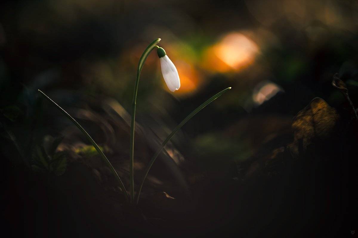 Подснежник, flower, nature, Wojciech Grzanka