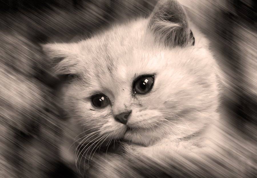 котенок, Maria V. Gorskaya