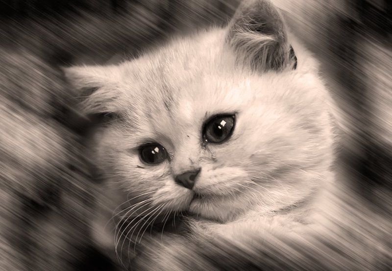 котенок Маленькое счастье, чтобы скрасить одиночество фото превью