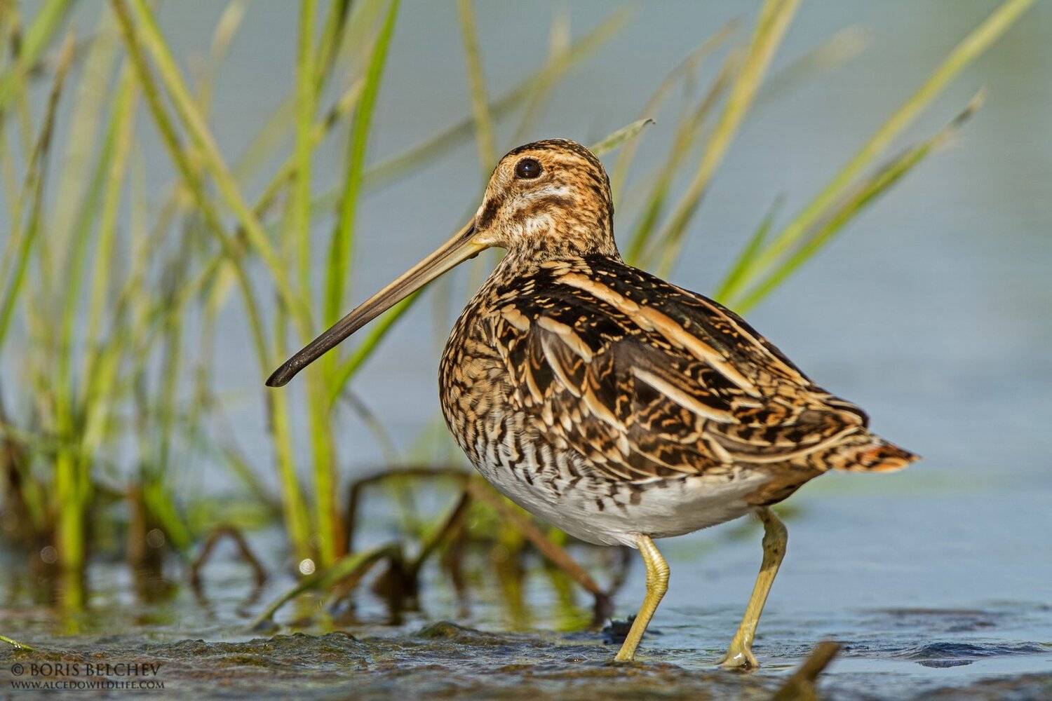 , Борис Белчев