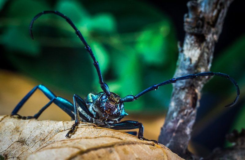 Шпанская мушка фото превью