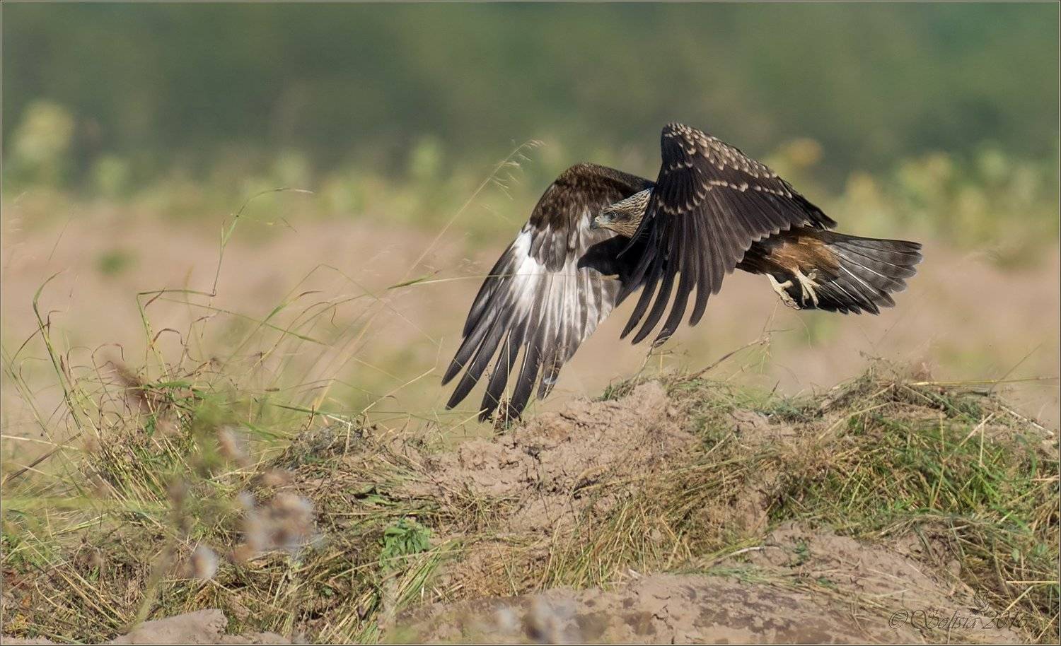 птицы, природа, milvus migrans, коршун чёрный, молодой, лето, август, 2015, Анна Голубева