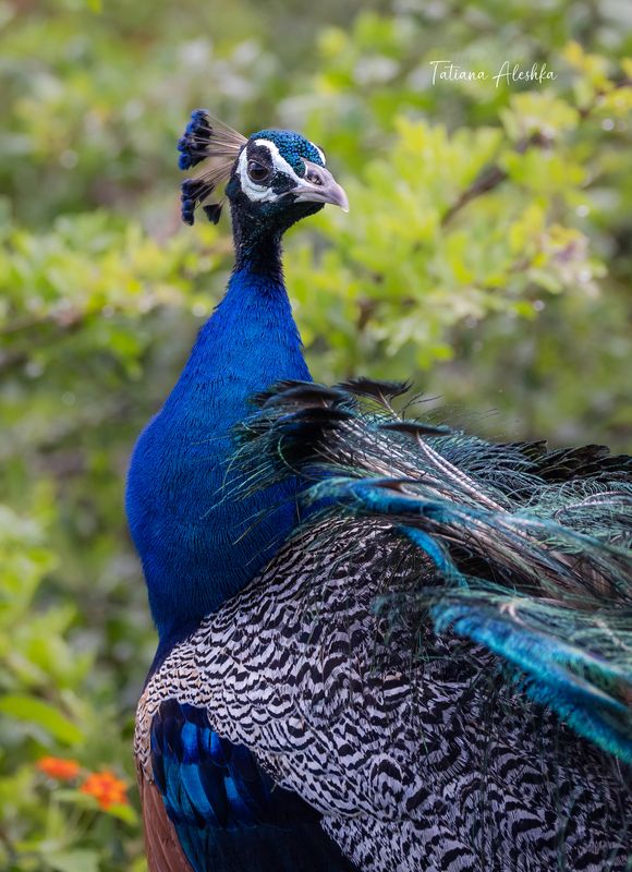 Павлин обыкновенный (Peafowl) фото превью