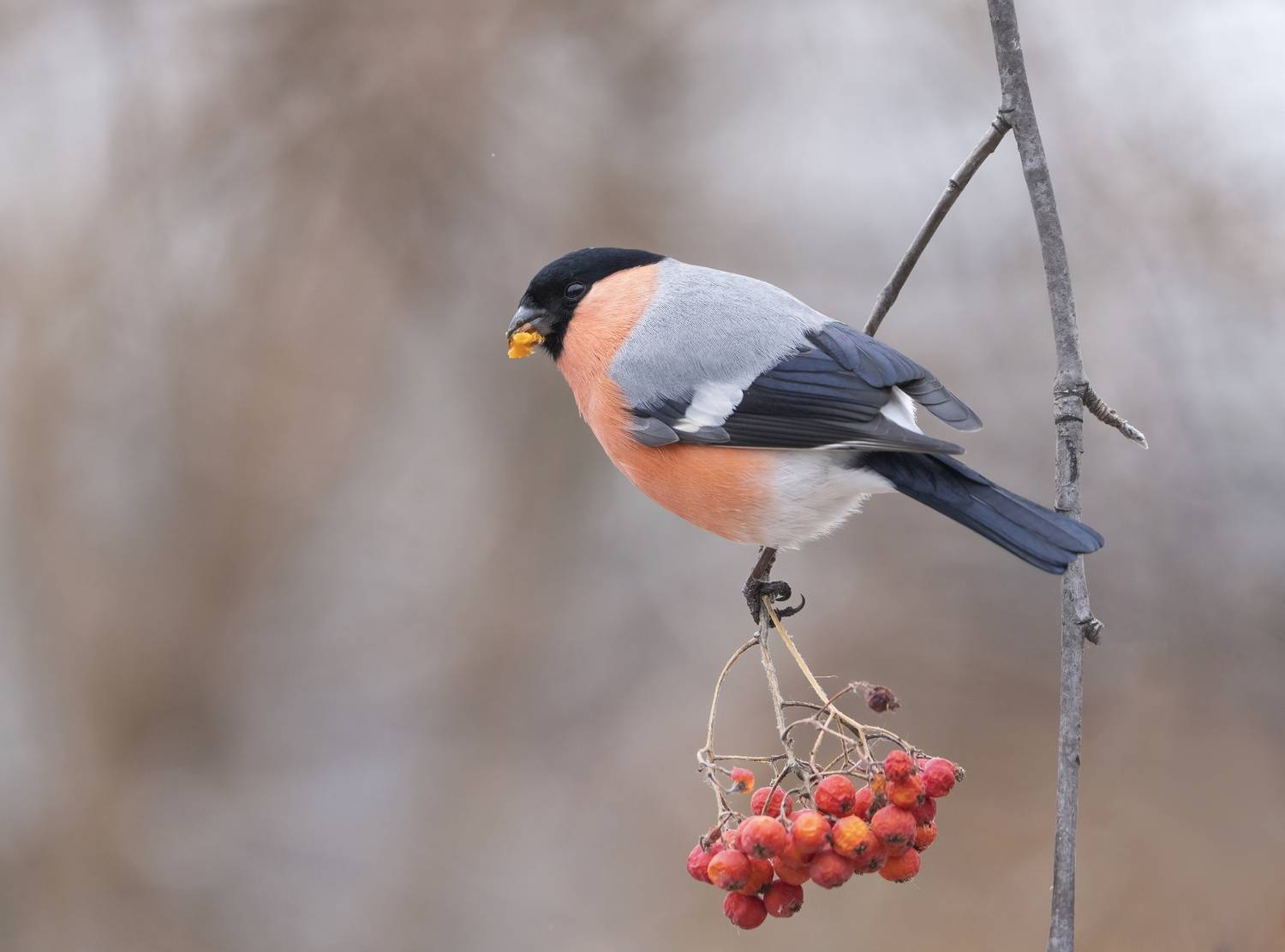 птицы,природа, зима, Андрей Киселёв