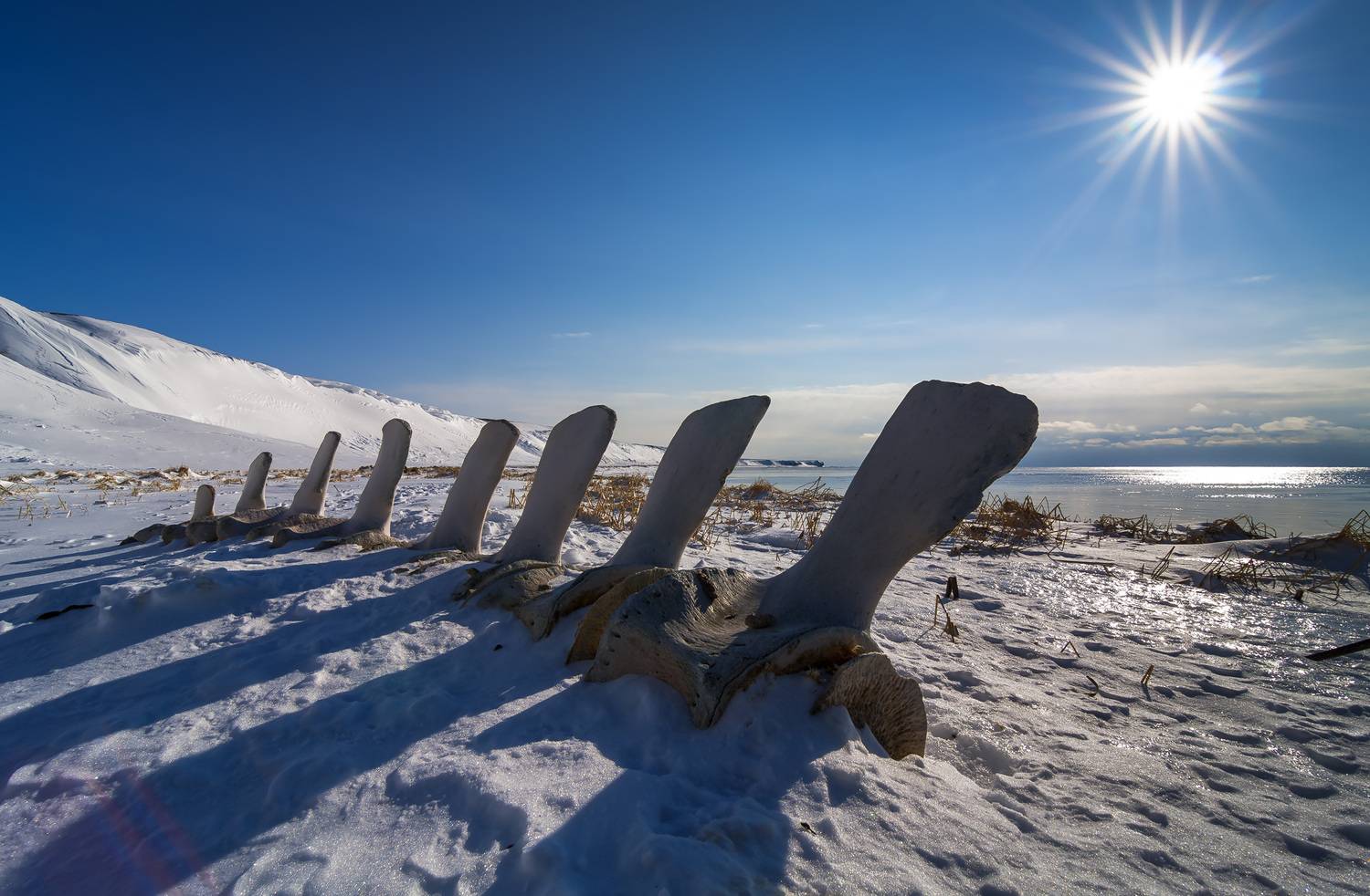 скелет, позвонки кита, остров беринга, Уткин Дмитрий