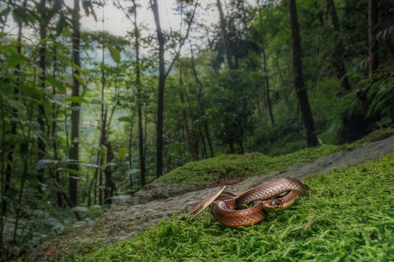 Nature\'s Renewal фото превью