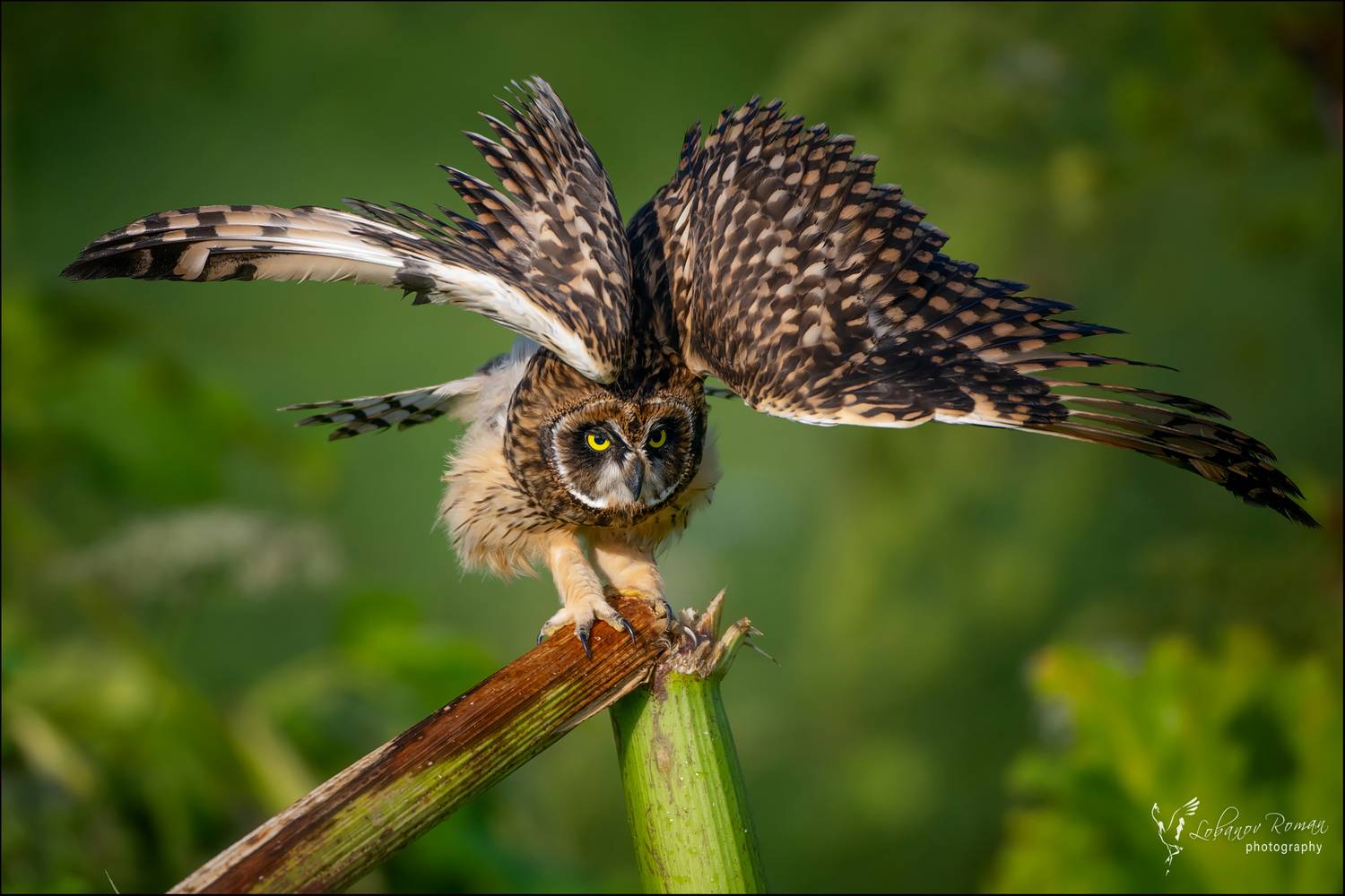 , Лобанов Роман