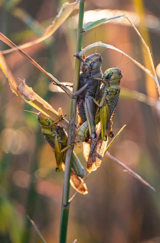 саранча Пробуждение саранчи фото превью