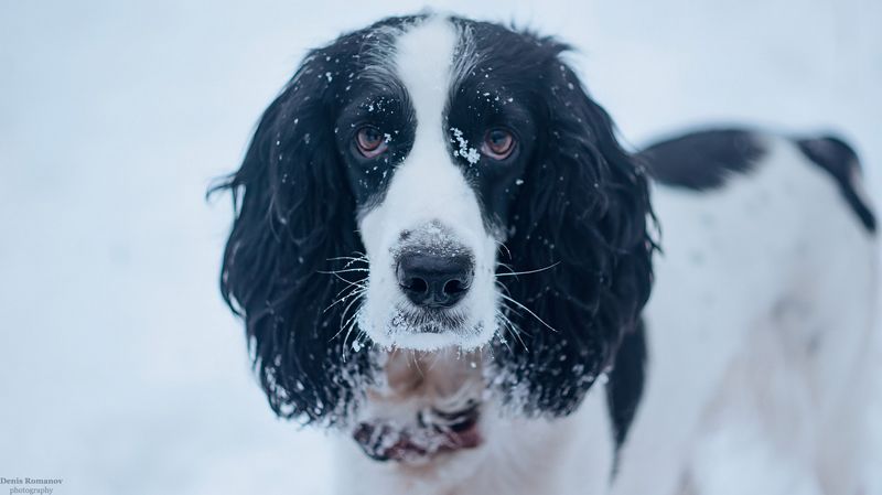 собака, спаниель, dog ,winter ,spaniel Зимний взгляд преданного друга фото превью