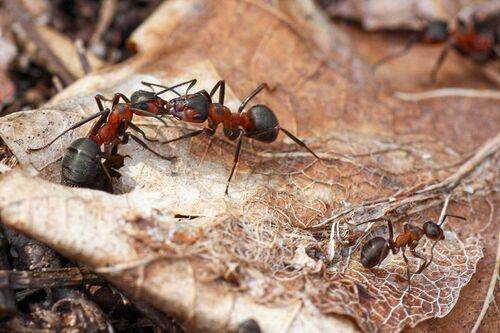 Муравьиная история. Трофаллаксис.