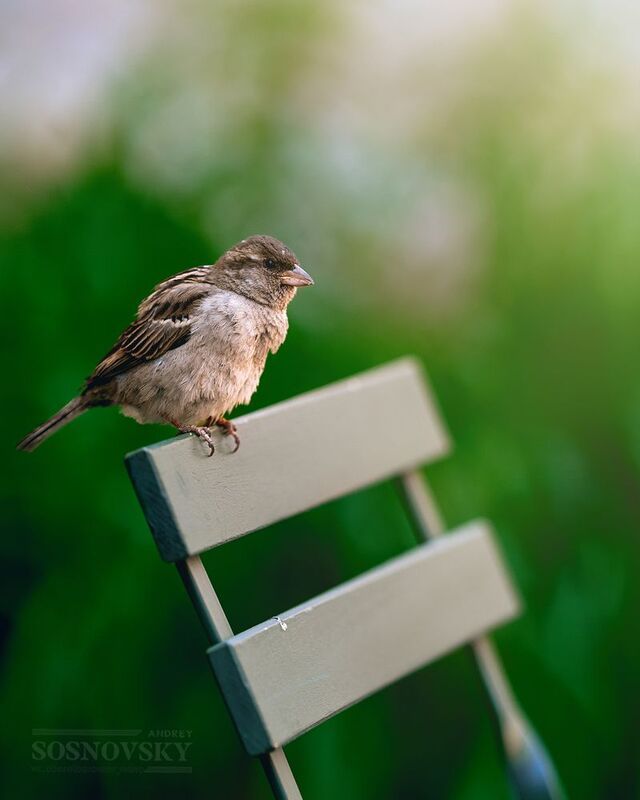 Воробьишка фото превью