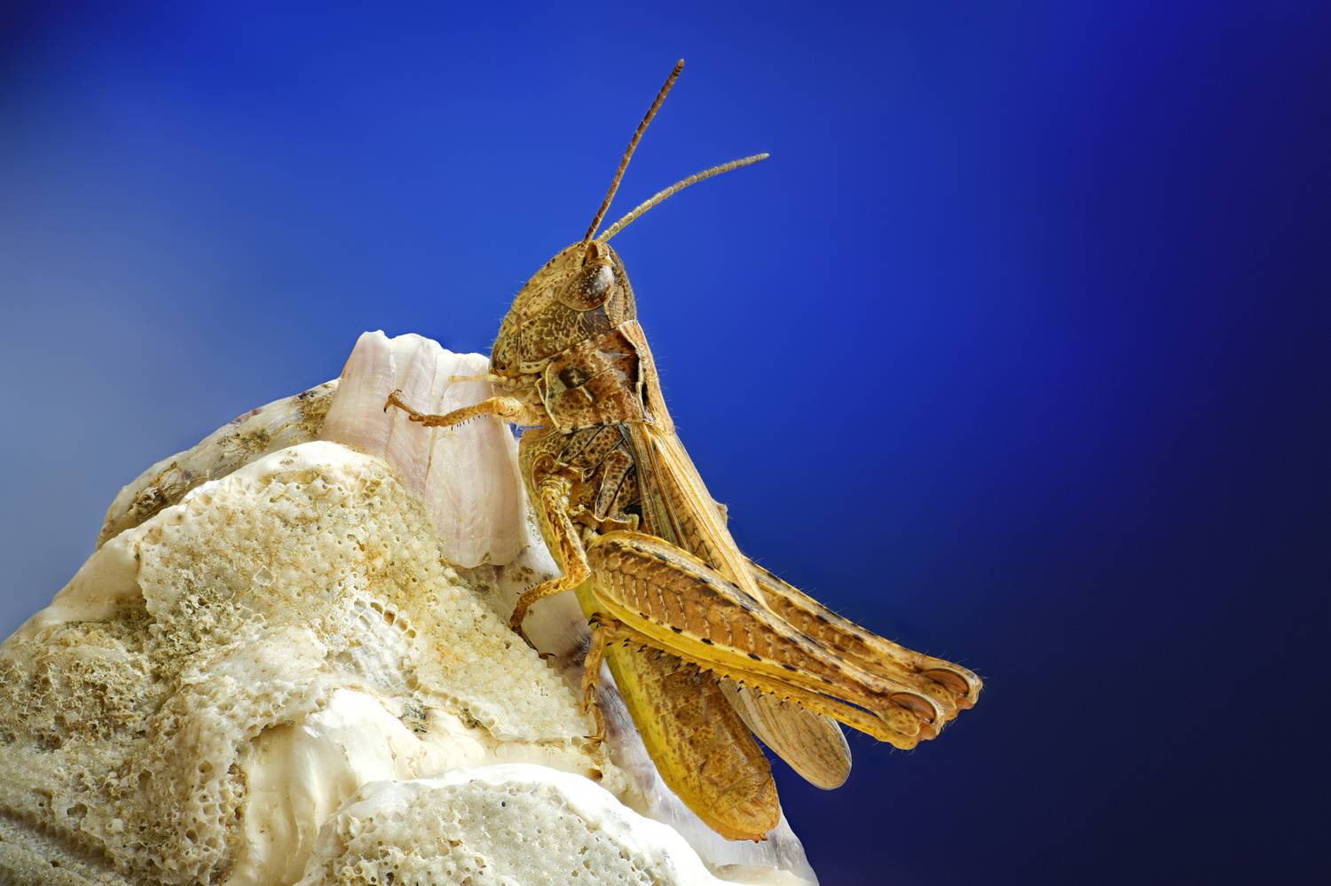 , Антон Финевич