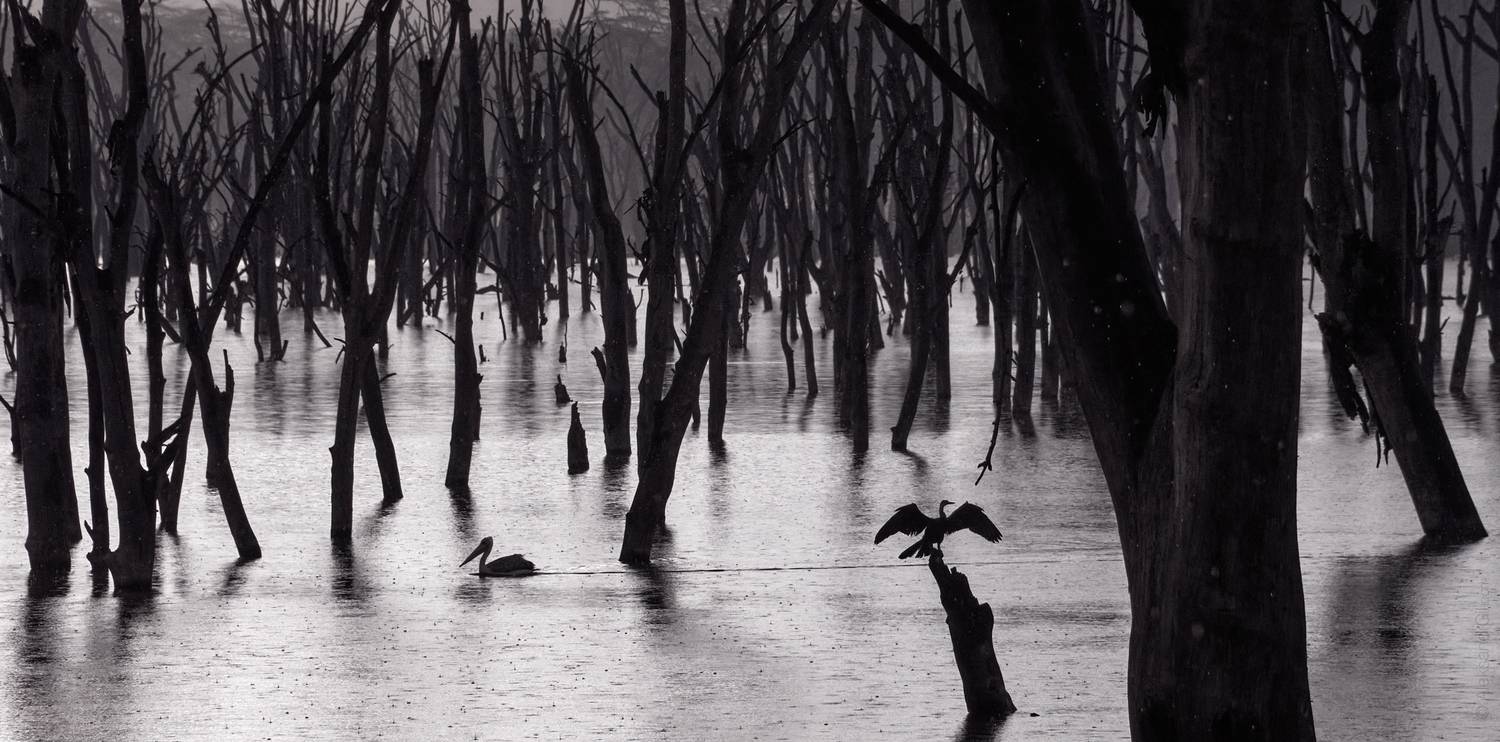 африка, кения, птицы, деревья, пеликаны, Гиль Александр