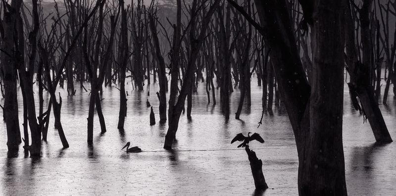 африка, кения, птицы, деревья, пеликаны Кратеры дождя фото превью