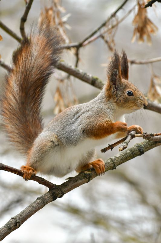 Белочка) фото превью