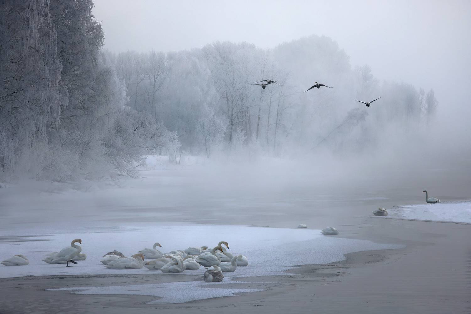 алтайский край, лебединое озеро, Галина Хвостенко