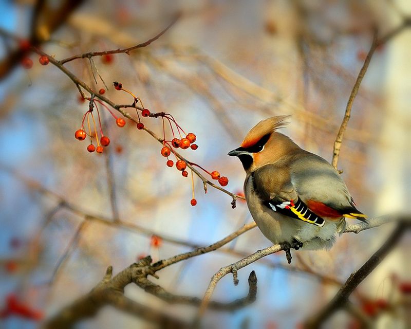 прилетели свиристели фото превью