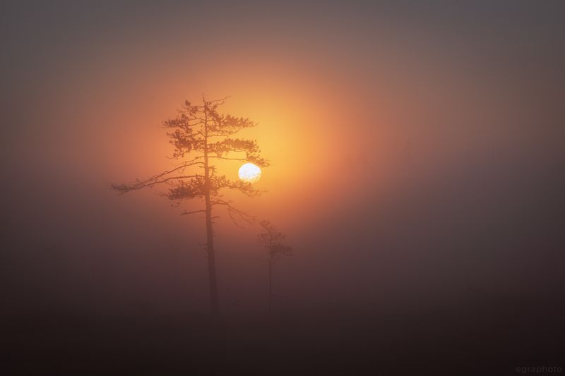 ленинградская область, россия, болото, туман Встречание фото превью