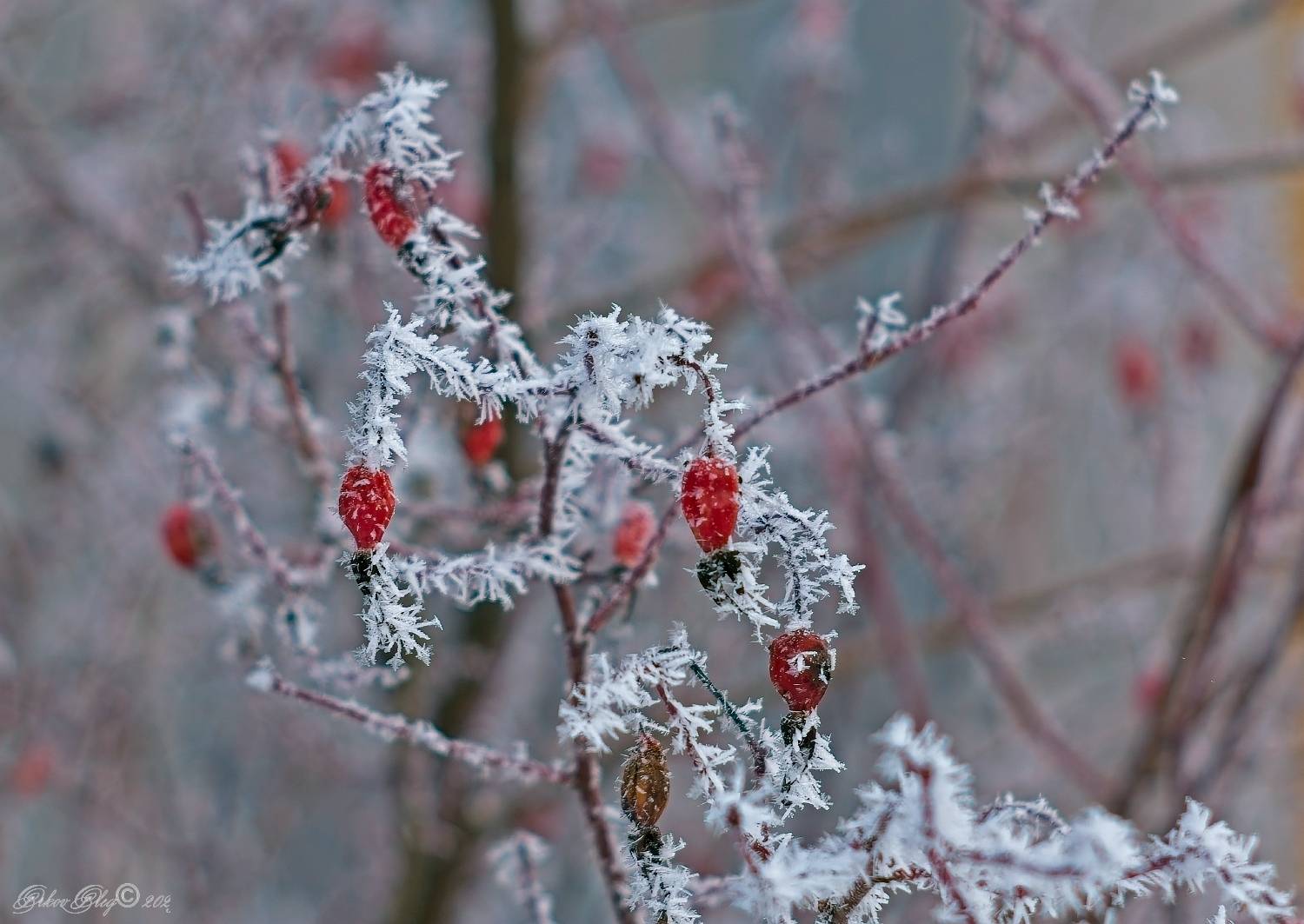 , Орлов Олег
