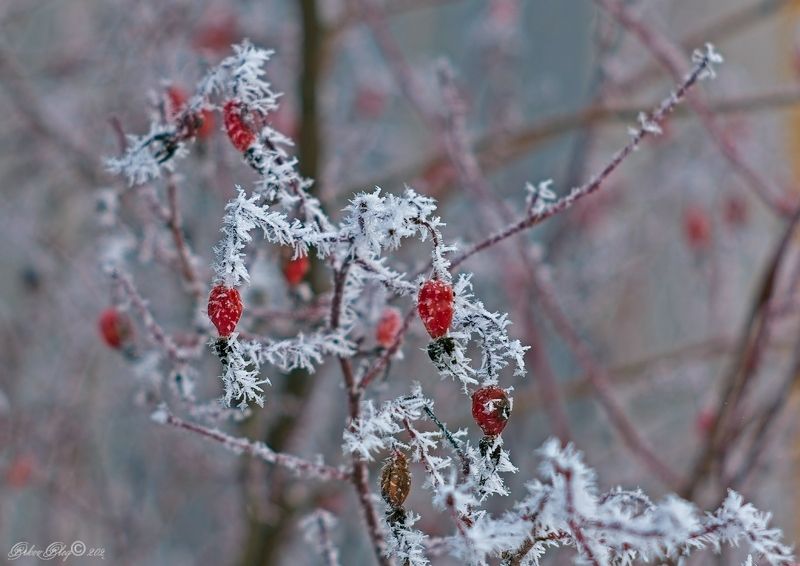 *** фото превью