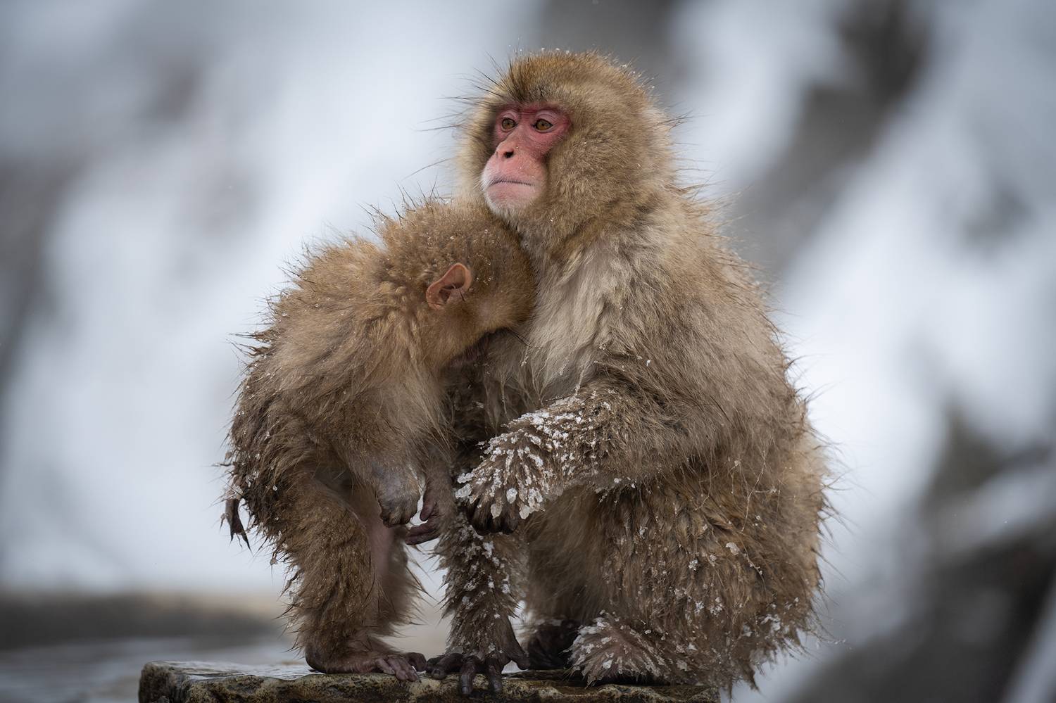 , Vladimir Vorobeychik